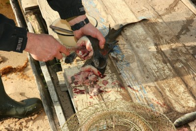 Волга, сентябрь 2012 04..jpg