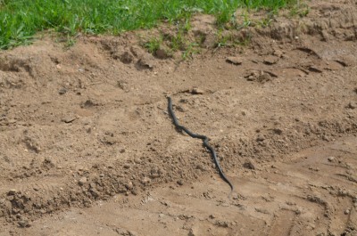 DSC_0418.JPG