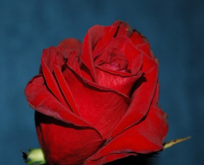 rose.jpg