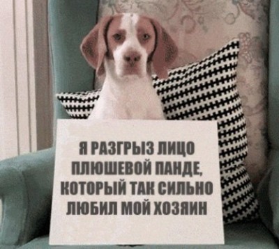 пандатый.jpg