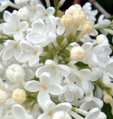 lilac1-9.jpg
