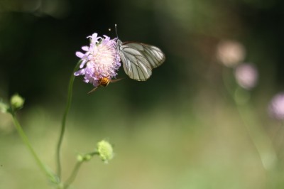 IMG_4077.JPG