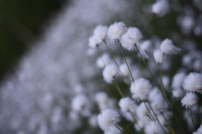IMG_3260.JPG