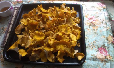 IMAG0167.jpg