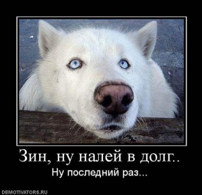 налей .jpg