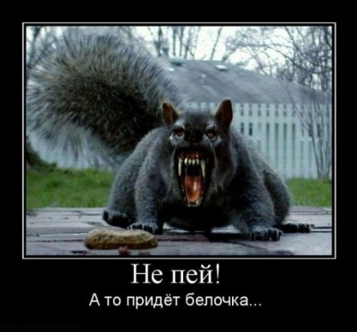 белочка.jpg