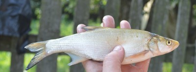 DSC_1655.JPG
