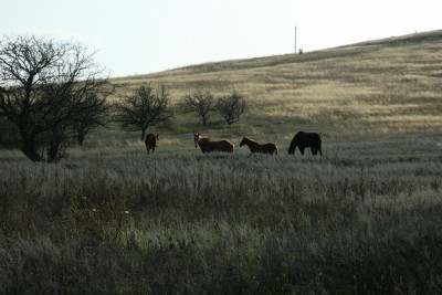 Дон 2013 047.jpg