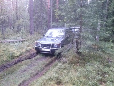 В лесах подмосковья