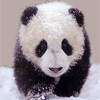 avatar_6880_1343212956.gif