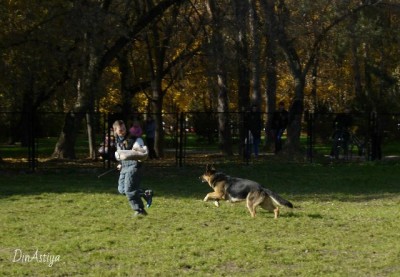кобель.jpg