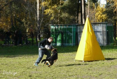 кобель2.jpg
