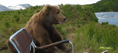 Медведь.gif