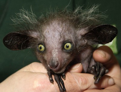 madagaskarskaya-rukonozhka-ay-ay.jpg