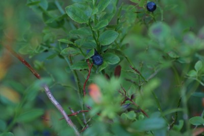 DSCF0082.JPG