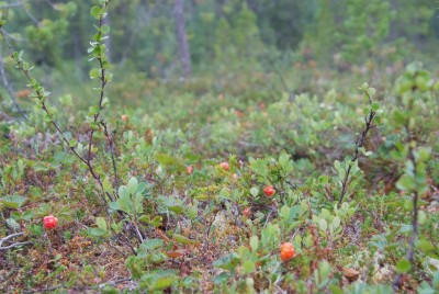 DSCF0967.JPG