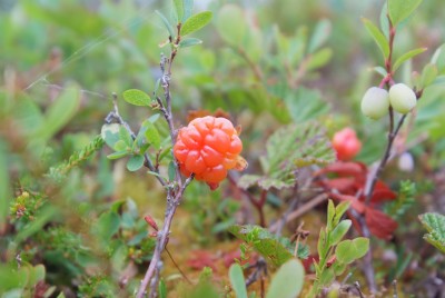 DSCF0971.JPG