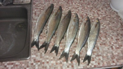 IMAG0224.jpg