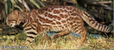 pampas05.jpg