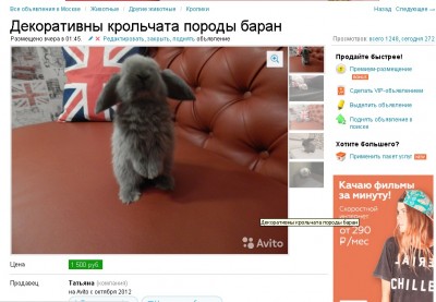 кролик.jpg