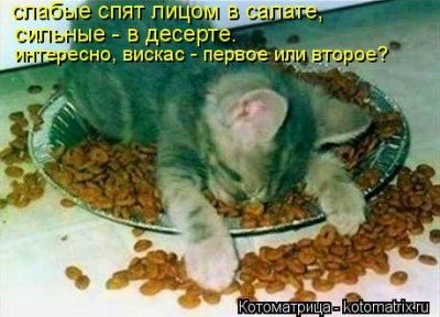 kotomatritsa_x.jpg