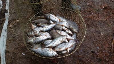 Волга 2015 1004.jpg