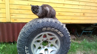 Помощник!