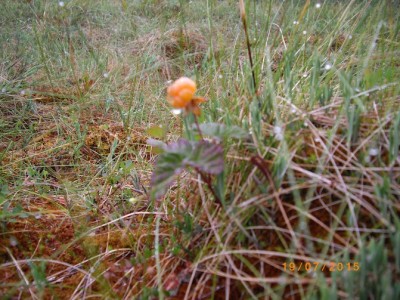 IMGP4967.jpg