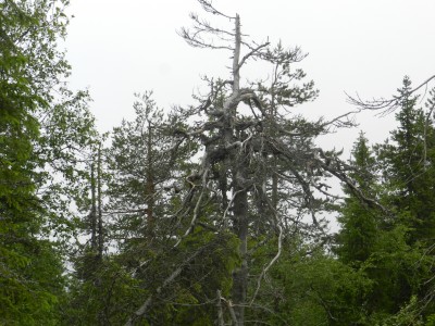 DSCN7964.JPG