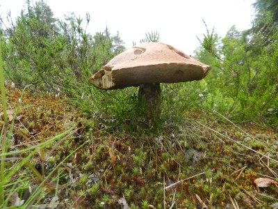 DSCN7956.JPG