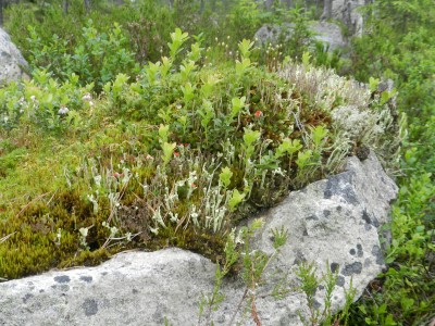 DSCN7955.JPG