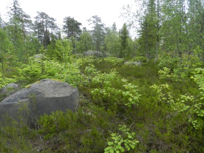DSCN7950.JPG