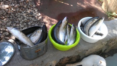 IMAG0356.jpg