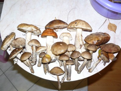P1020715a.jpg