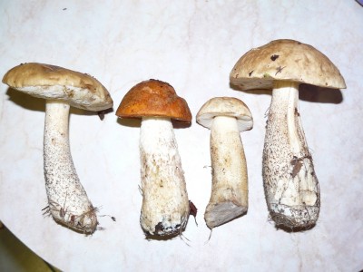 P1020714a.jpg