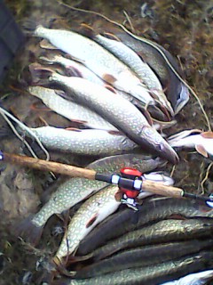 IMG0113A.jpg