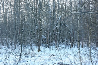 2016-01-01 Новый Год 2016 006.JPG