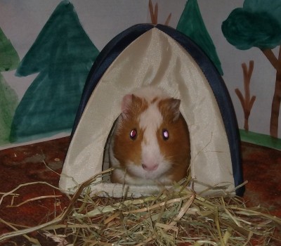 Darvin-2011-04-01.jpg