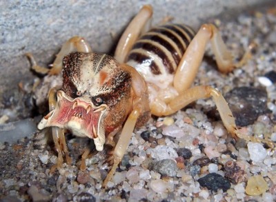UGLY-BUG-15163.jpg