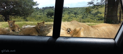 _priehala_yapfiles.ru.gif