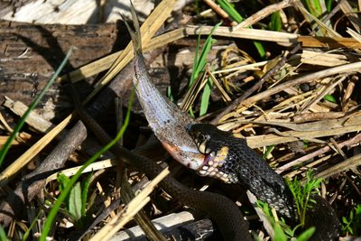 DSC_0054.jpg