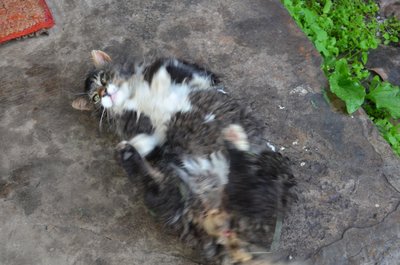 DSC_0011.JPG