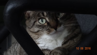 Шерстяной домашний дизель. Эх, хорошо быть котом, только домашним, и у доброго хозяина.