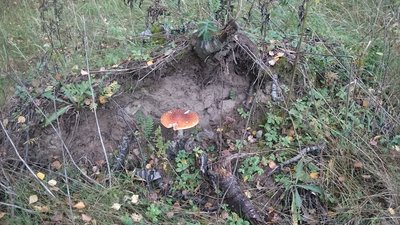 IMG-1474107562534-V.jpg