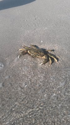 31. Не съеденные отпущены в море.jpg