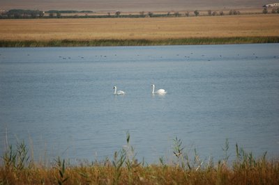 64. Лебеди на лимане.JPG