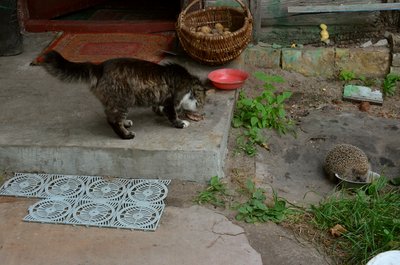 DSC_0039.jpg