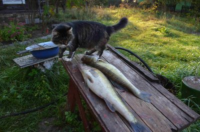 DSC_0311.jpg