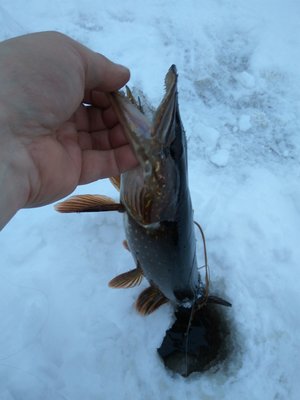 IMG_20170103_111228.jpg