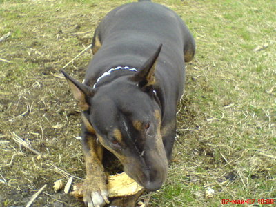 DSC00037.JPG (109 КБ) 5062 просмотра Кукунька. Самая лучшая собака, из всех что были. Прожила 9 лет. Вся морда в точках, от кошачьих когтей. Бывало, какая из кошек, не выдержит её пристального взгляда, вцепится в морду, а Кукунька, только глаза закроет и терпит - ни разу ни одну не цапнула... а то бы кошек стало меньше. Очень умная была, и выдержанная - но и упрямая, как все бульки.